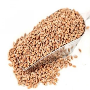 Best Quality Soft Milling Wheat for Sales / Wheat Grain For Animal and Human Feed Ukraine origin