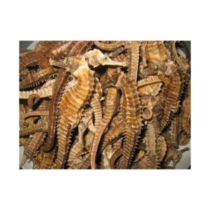 Bulk Dried Seahorse