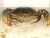 Import Live high quality mud crabs from Indonesia