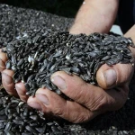 Buy Grade 1 Dried Sunflower Seeds Kernel / Peeled Blanched Sunflower Seeds with Low Price Wholesale