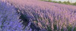 Lavender oil and dry lavender flower