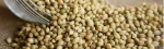 CORIANDER