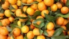 mandarin orange