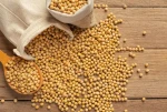 High-Quality Non-GMO Grade A Soybeans