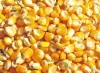 Yellow Corn yellow maize for poultry feed