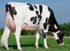 Dairy Cattle - Heifers (Holstein)