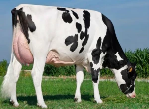 Dairy Cattle - Heifers (Holstein)