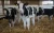 Import Dairy Cattle - Heifers (Holstein) from Brazil