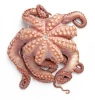 100% Pure Frozen Baby Octopus Frozen Whole Cleaned Baby Octopus supplier at cheap price