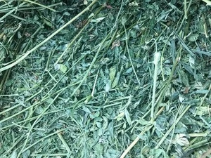 Alfalfa Hay/Alfalfa Grass Hay/Alfalfa Hay Bale For Animal Feed
