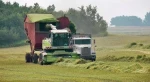 Best Quality Alfalfa Hay , Alfalfa Pellets , Alfalfa cubes