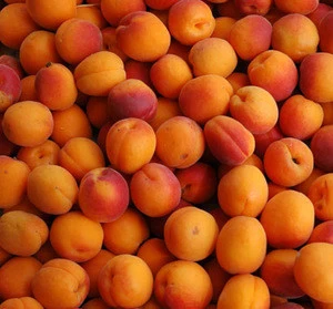 Best Quality Fresh Apricots