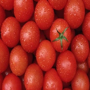 Best quality Fresh Tomato for sale