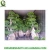 Import big size bonsai Ficus microcarpa from China