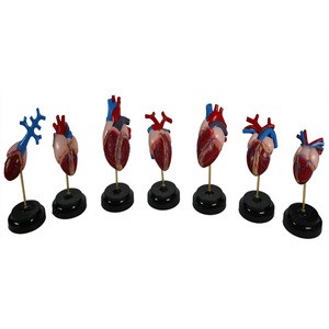 Biology Teaching Aids PVC 7 Pieces Heart Model Set