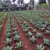Import black agricultural supplier automatic drip irrigation kits from China