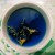 Import Blue Tea/Clitoria ternatea/Butterfly Pea SOPHIE WhatsApp:+84 901 022 641 from Vietnam