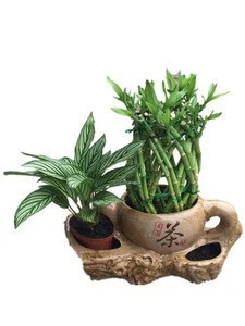 Braided lucky bamboo, dracaena sanderiana, indoor plants, live plants, ornamental plants, chinese fengshui plants, bamboo plants