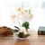 Import butterfly orchids sale bonsai from China