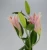 Import Cheap flower freshness guarantee fresh calla lilies wholesale from China