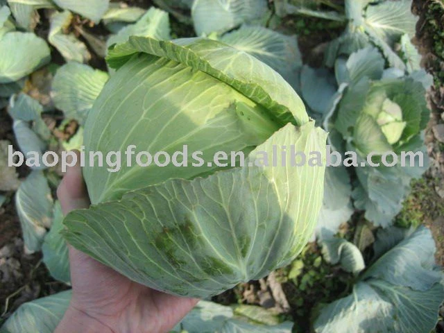 chiense green fresh cabbage