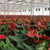 China Cheap Intelligent Glass Greenhouse Flower Greenhouse