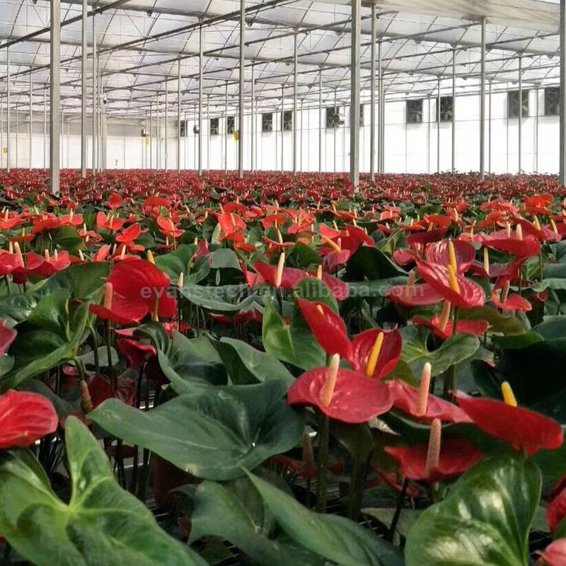 China Cheap Intelligent Glass Greenhouse Flower Greenhouse