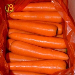 China fresh carrot hot selling