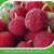 Import Chinese Fresh Waxberry Bayberry Fruit For East Euro Market from China