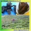 Chinese Herbal Medicine Aconitum Sinomontanum Nakai Root with good quality