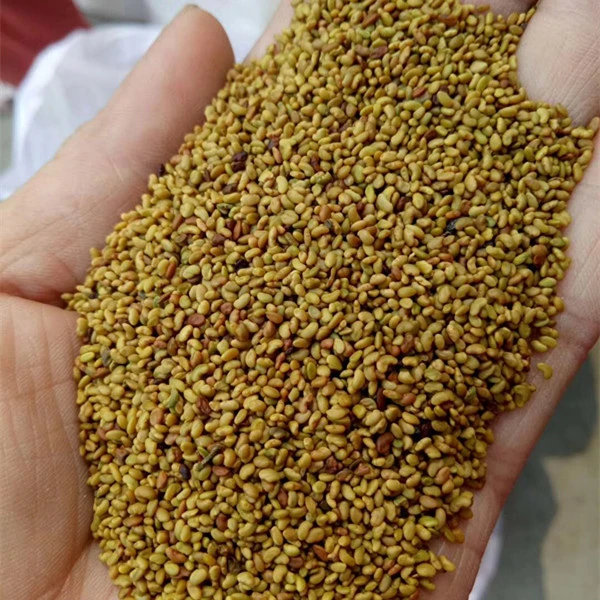 Chinese Pure Alfalfa seeds for Growing Animal Feed Grass Alfalfa medicago sativa seeds