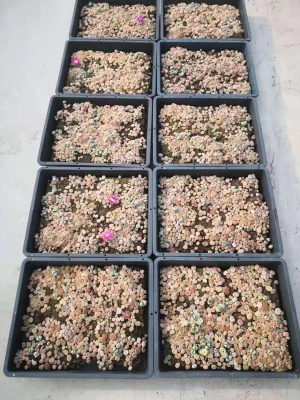 colour lithops stone flower seedling wholesale of succulent plants 37*30cm succulent plants