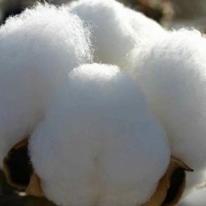 Cotton,  Cotton Bales