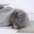 Import DDA2159 Metallic Label Warm Plush Wool Caps Thicken Fur Ball Pom Pom Earflap Beanies Winter Fleece Lined Rabbit Fur Knitted Hats from India