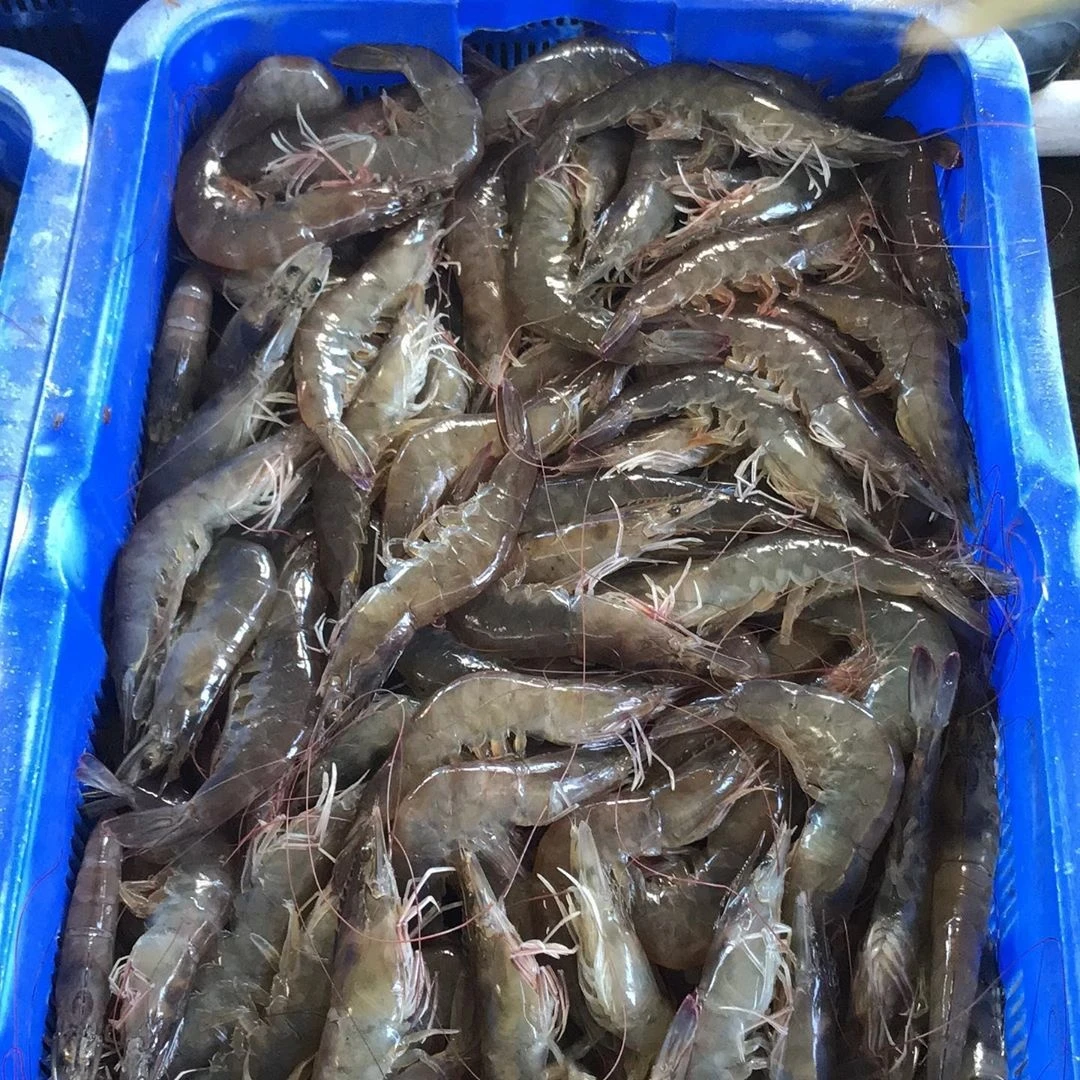 Dried and Frozen Vannamei Prawn Shrimp Black Tiger Shrimps