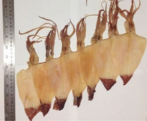 Dried Squid Skinless S size
