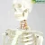 Import ENOVO-12361-1, Medical Science Flexible Skeleton Life-size 170cm Medical Anatomical Skeleton Models from China