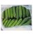 Import Export Quality Fresh Cucumber from Pakistan from Pakistan