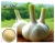 Import Factory Supply Directly Garlic Extract With Supplements and Pharmaceuticals from China