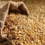 Feed Barley for animal feed and human consumption