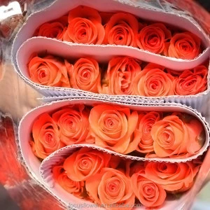 First Class Orange Roses fresh cut flower for Weddings,Valentine&#39;s Day,Decorate house