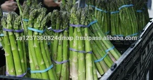 FRESH ASPARAGUS/Best Quality Fresh Asparagus for sale