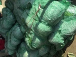 Fresh cabbage from China
