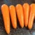 Import FRESH CARROT FROM FARM CROP YEAR 2018 from Vietnam
