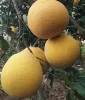Fresh fruit for Export