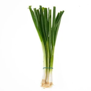Fresh Green  Onion in South Africa