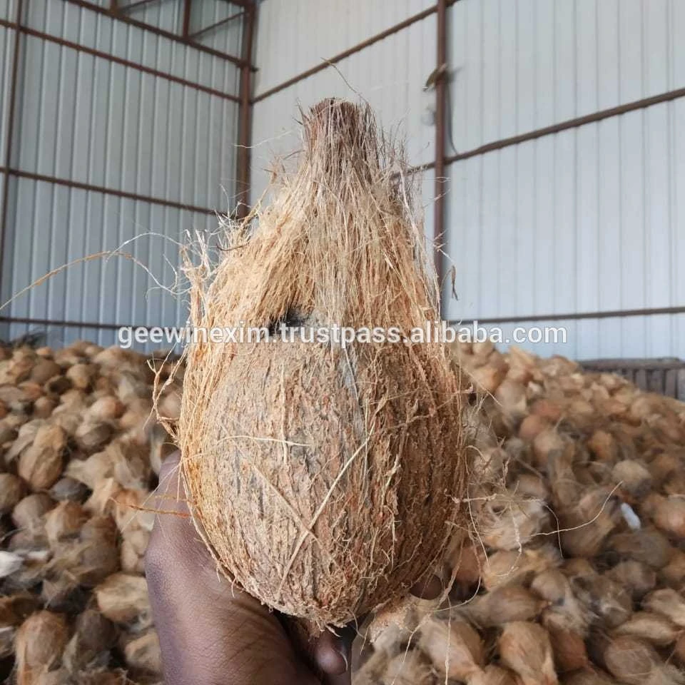 FRESH HUSKED COCONUTS EXPORT MARKET BEST WHOLE SALE PRICE