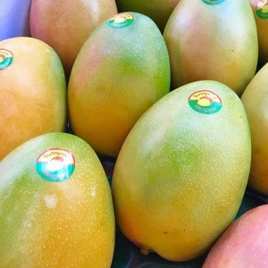 Fresh Mangoes Raw Fresh Quality Mangoes