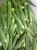Import Fresh okra for sale from Egypt