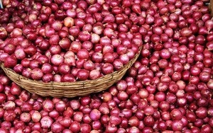 Fresh Onion Suppliers In India